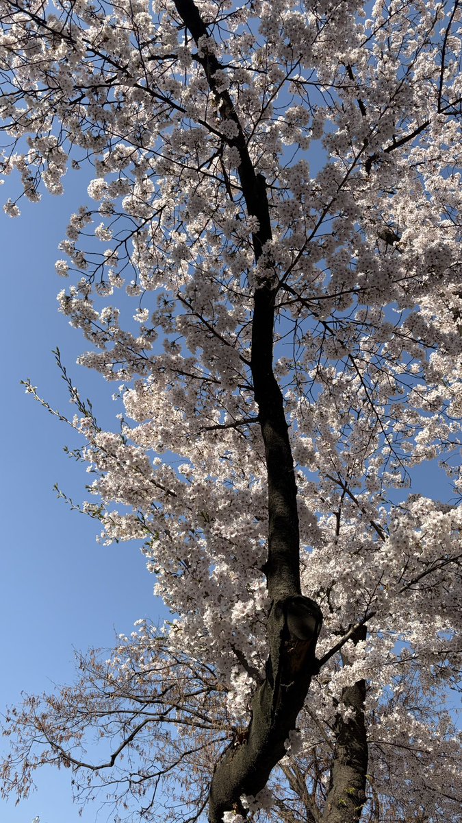 페뼈묻 tweet media