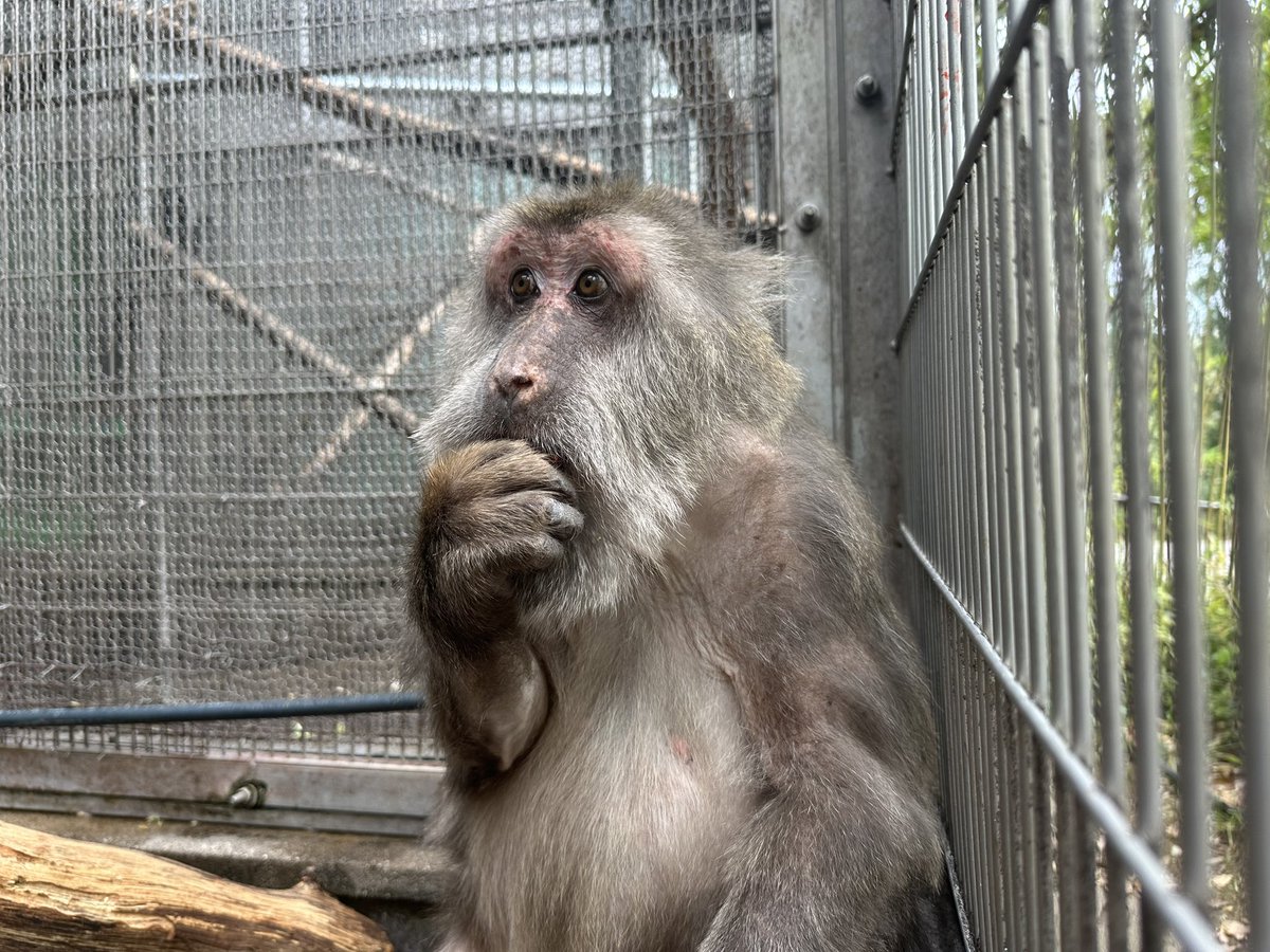 日本モンキーセンター（公式） tweet media