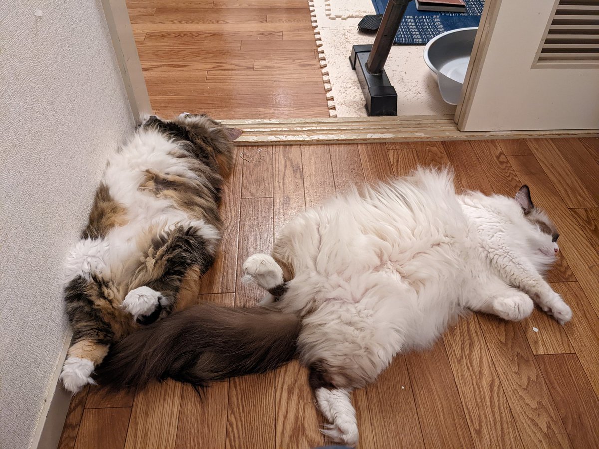 M小説同盟（本物） tweet media