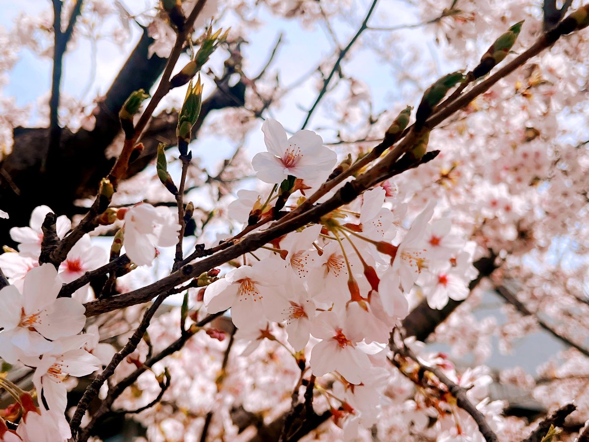 かきすけ tweet media