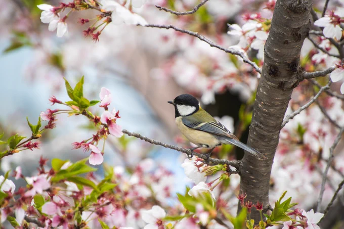 お絵かき前の 散歩写真