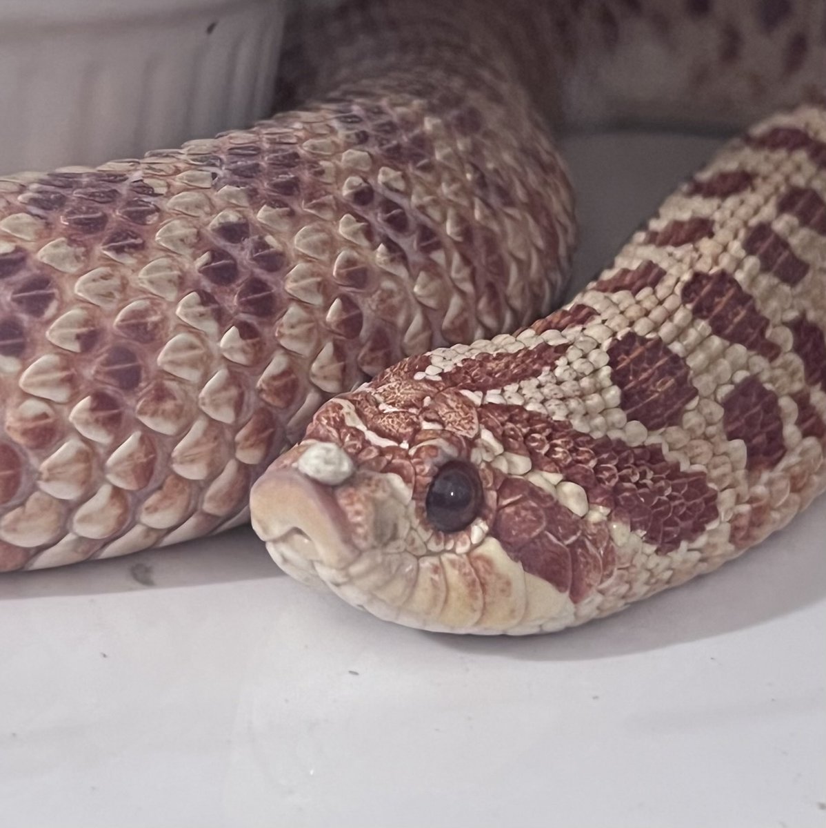 シシ•バナ tweet media