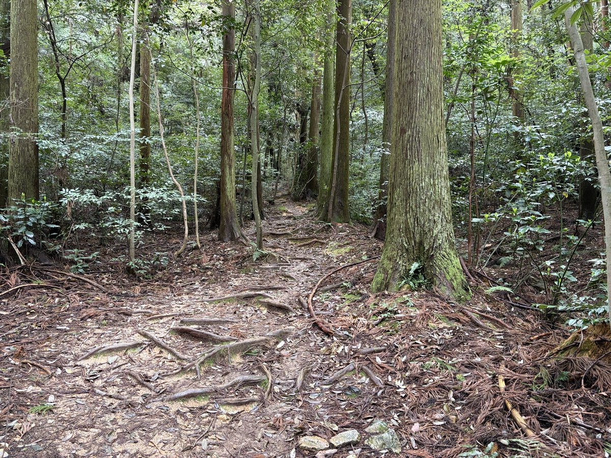 5kAZ5's tweet photo. 雨もあがったので先日購入したトレランシューズで金華山スロージョギング(7km)🏃⛰️
山道も走りやすい👍 https://t.co/TFIj7BstW6