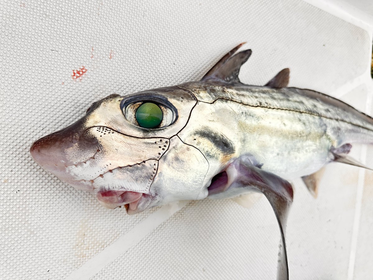 西野勇馬【深海魚ハンター】 tweet media