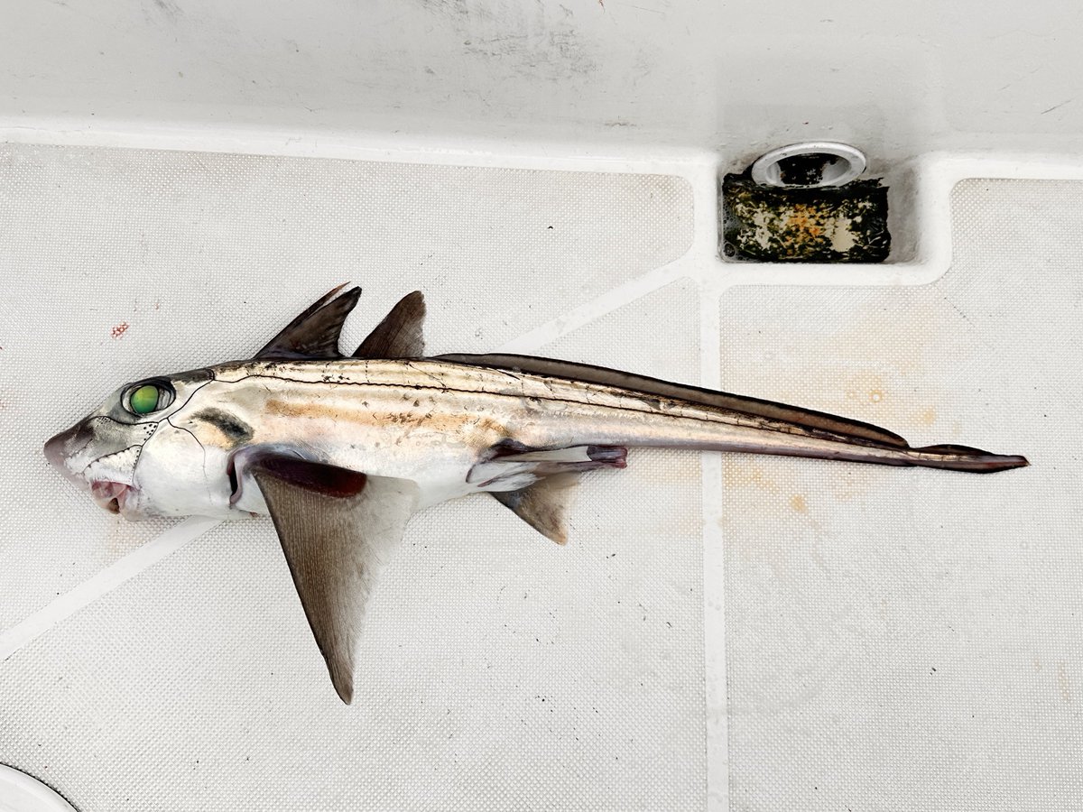 西野勇馬【深海魚ハンター】 tweet media