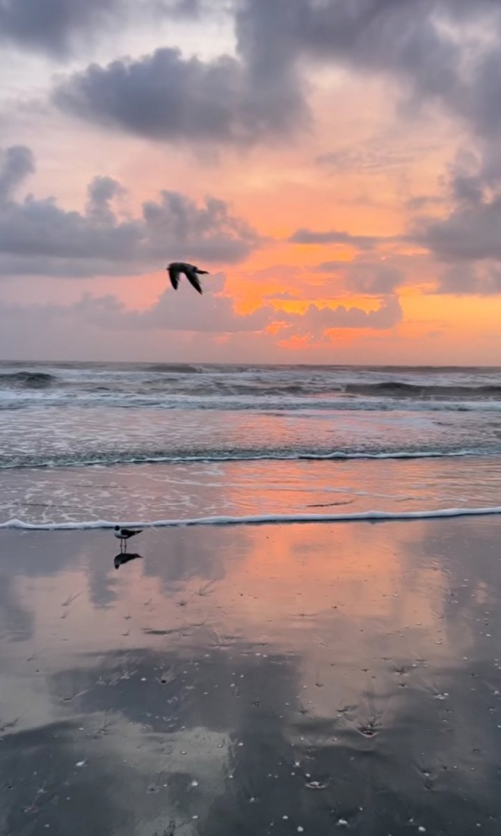 Moonlight Minx tweet media