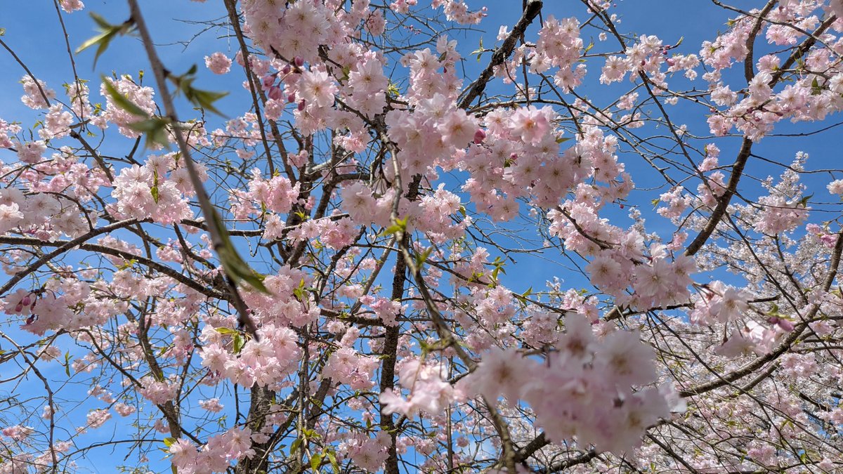 くろの・たいむ@姫路近郊電車区 tweet media