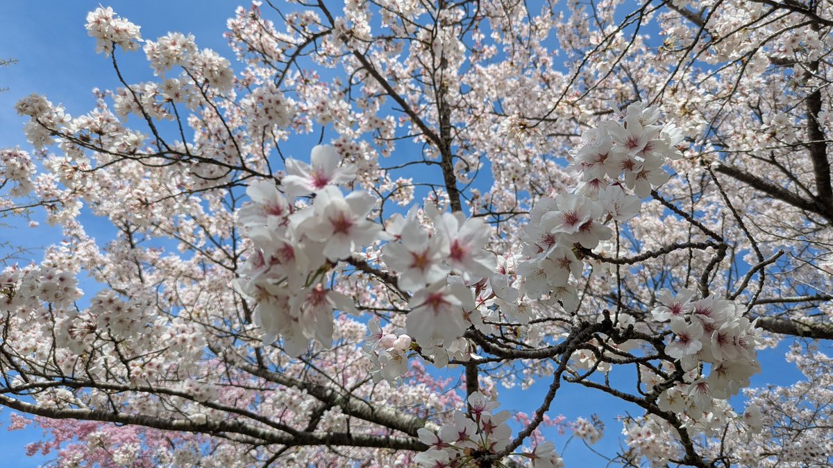 くろの・たいむ@姫路近郊電車区 tweet media