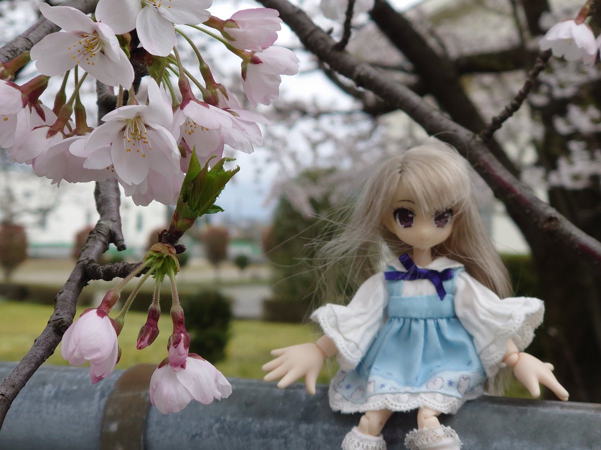 seraphishdoLL's tweet photo. 今年は、きちんと花見ができました。 https://t.co/ihTn1jDVBd
