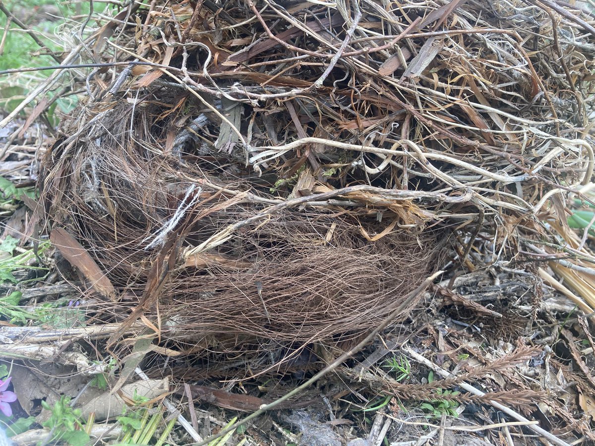 てんおじ tweet media