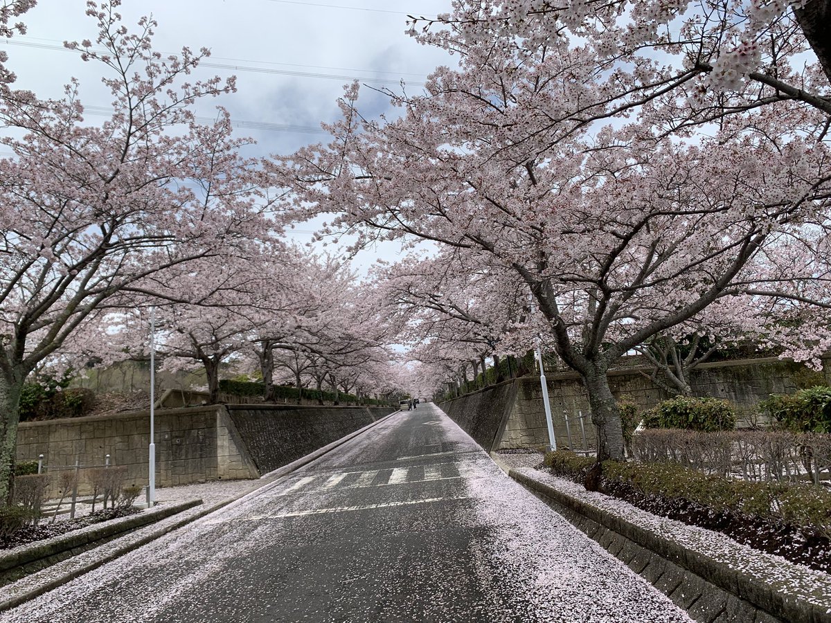 oranmaron's tweet photo. 無事、父の納骨終わり帰ってきました。桜が満開で🌸安心して父を送ってきました。お父さんまたお参りにお忍びで来るからね🙏 https://t.co/sMr36B4CTE