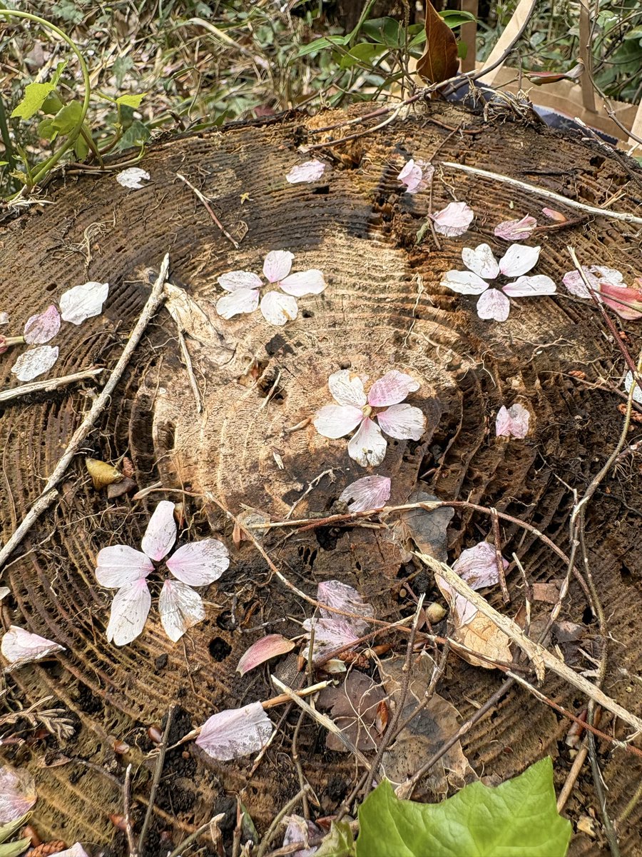 もか　(天声カメレオン) tweet media