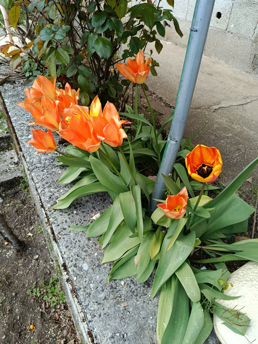 Doğan 🇹🇷🇵🇸🌹 tweet media