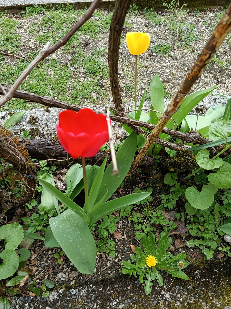 Doğan 🇹🇷🇵🇸🌹 tweet media