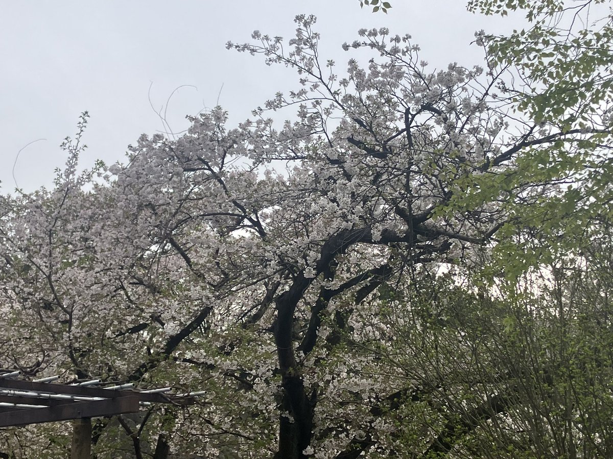 ２０２６／４／５
名城公園のさくらまつりに行ってきました🌸
キッチンカーで食べ歩き、ステージイベントで盛り上がり、あっという間の一日でした。桜も見頃で、春を満喫しました😌

#名城公園　#名城公園さくらまつり　#名古屋市　#ステージイベント　#キッチンカー　#お花見　#春の思い出
