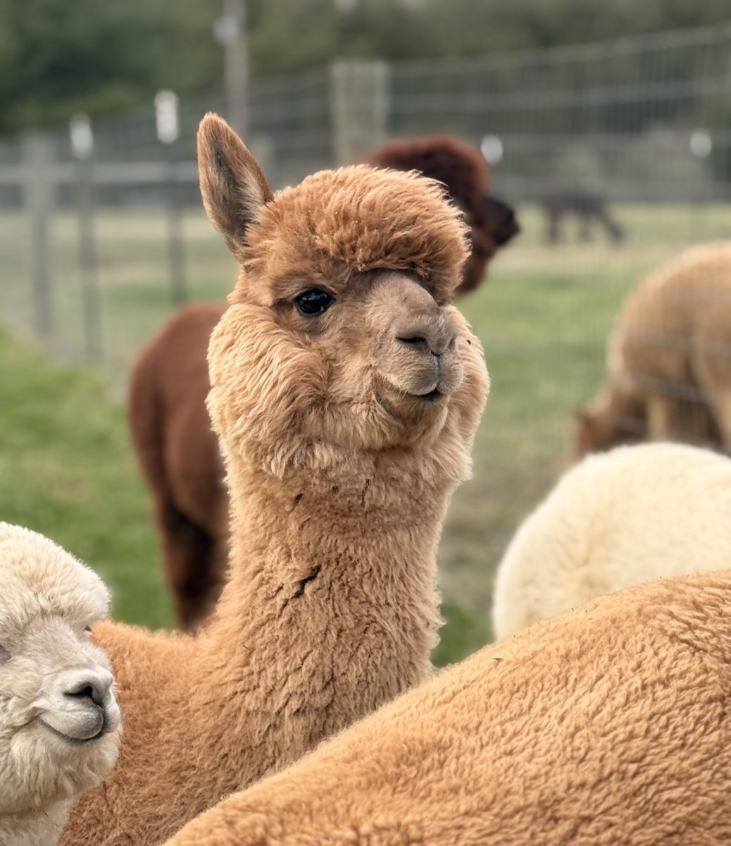 Cat in the Hat tweet media