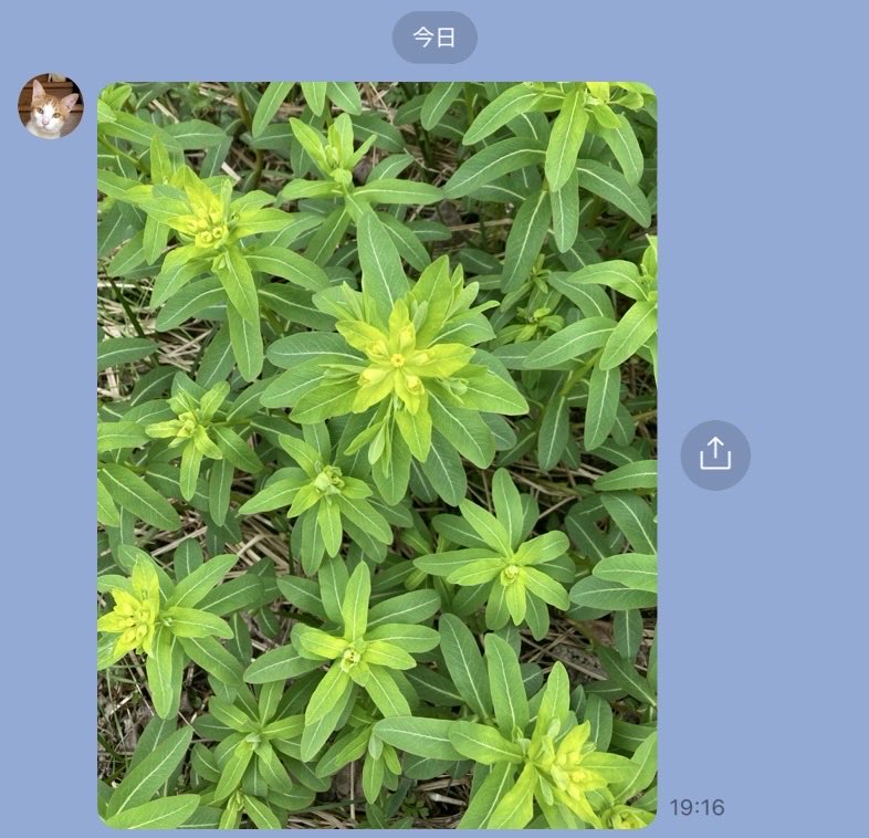 Akkey22m's tweet photo. 途中、湖畔沿いを歩いてみると、
他に見かけない、あおあおと茂った
美しい群生をみかけます。
綺麗な黄緑で珍しいので触りかけましたが、
その前に調べてみると、
のうるしのようです。
草の汁に触れると被れるそうです！
綺麗な物には、棘ではなく、
毒があったみたい😅 https://t.co/OvOj2Wq0Dh