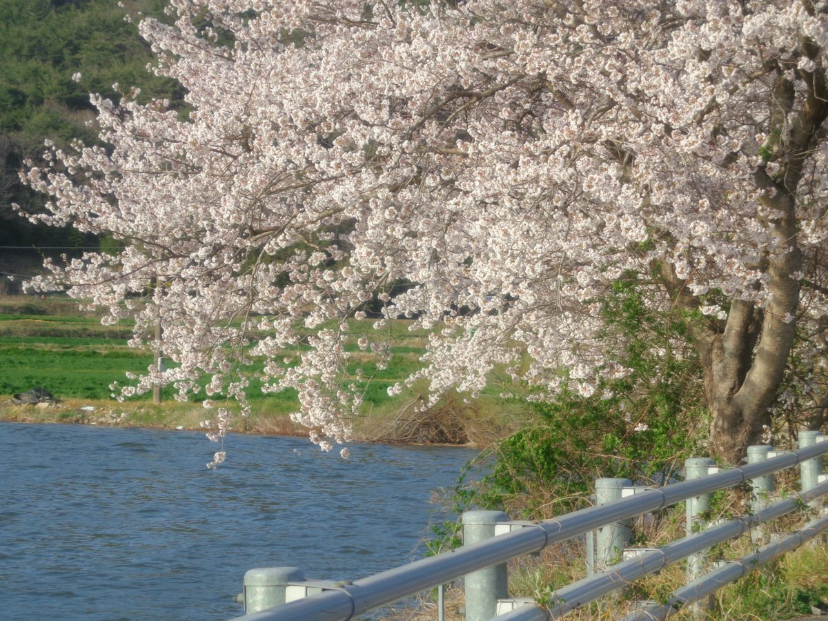 김풀잎 tweet media