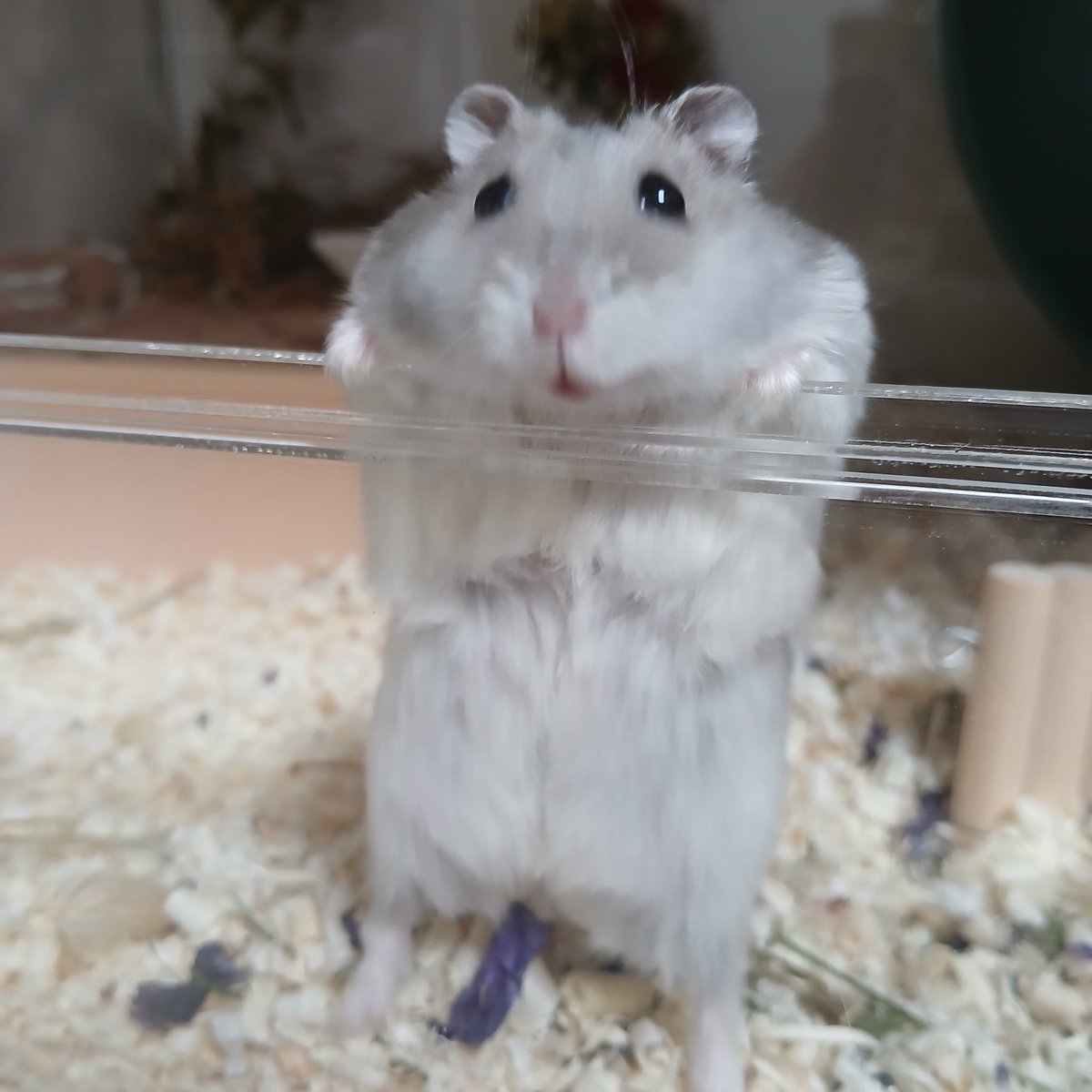 예거왕 tweet media