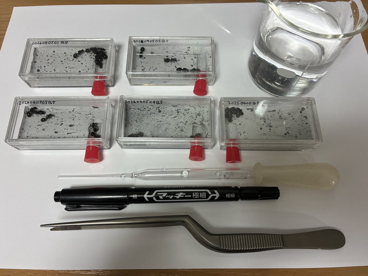 長島聖大(ピン・セイダイ) tweet media