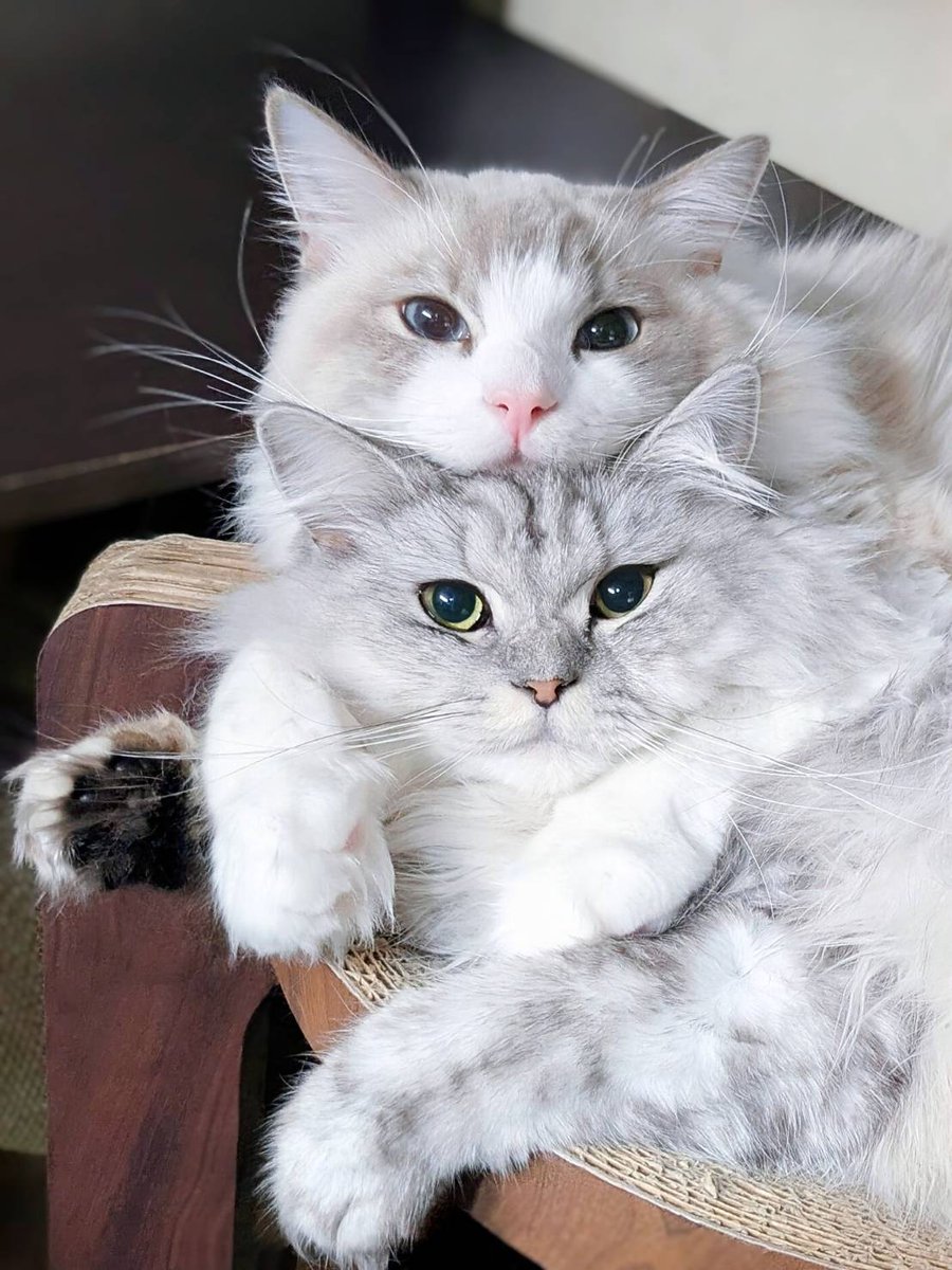 みしゅり tweet media