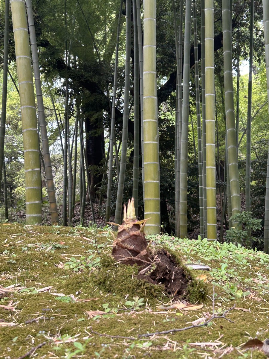 こさめ tweet media