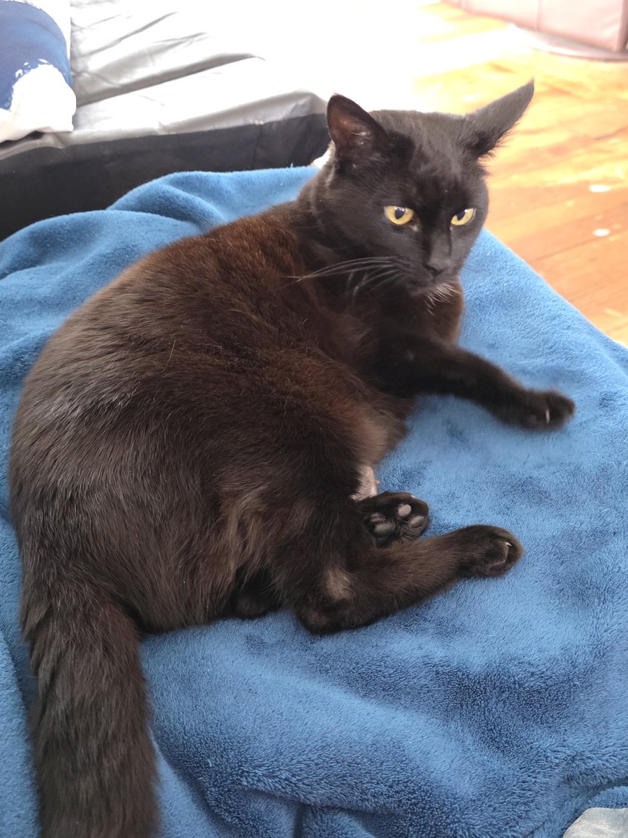 🖤Smooch, Pablo (Blade & Fantom💔 (OTRB)🖤 tweet media