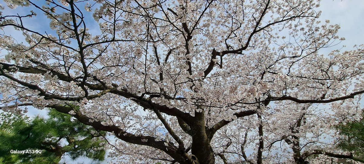 ゆみすけ tweet media