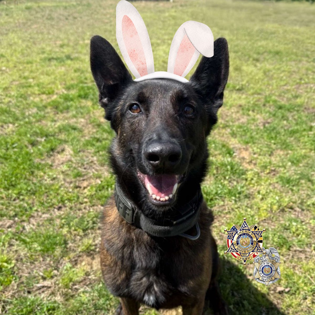 firstsheriff's tweet image. Wishing a happy Easter to those who celebrate, and a safe, peaceful day to all in our community. #OurBlue #FirstSheriff #K9Kane