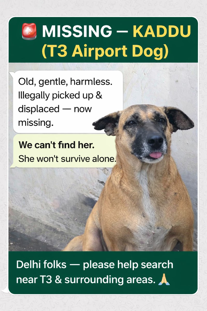 URGENT: MISSING DOG, T3 DELHI AIRPORT

Kaddu, old, very gentle and harmless community dog, has been illegally picked up and displaced.
We do not know where she has been relocated. She is now missing.

She is vulnerable and will not survive alone.
We are unable to find her.

🙏 We