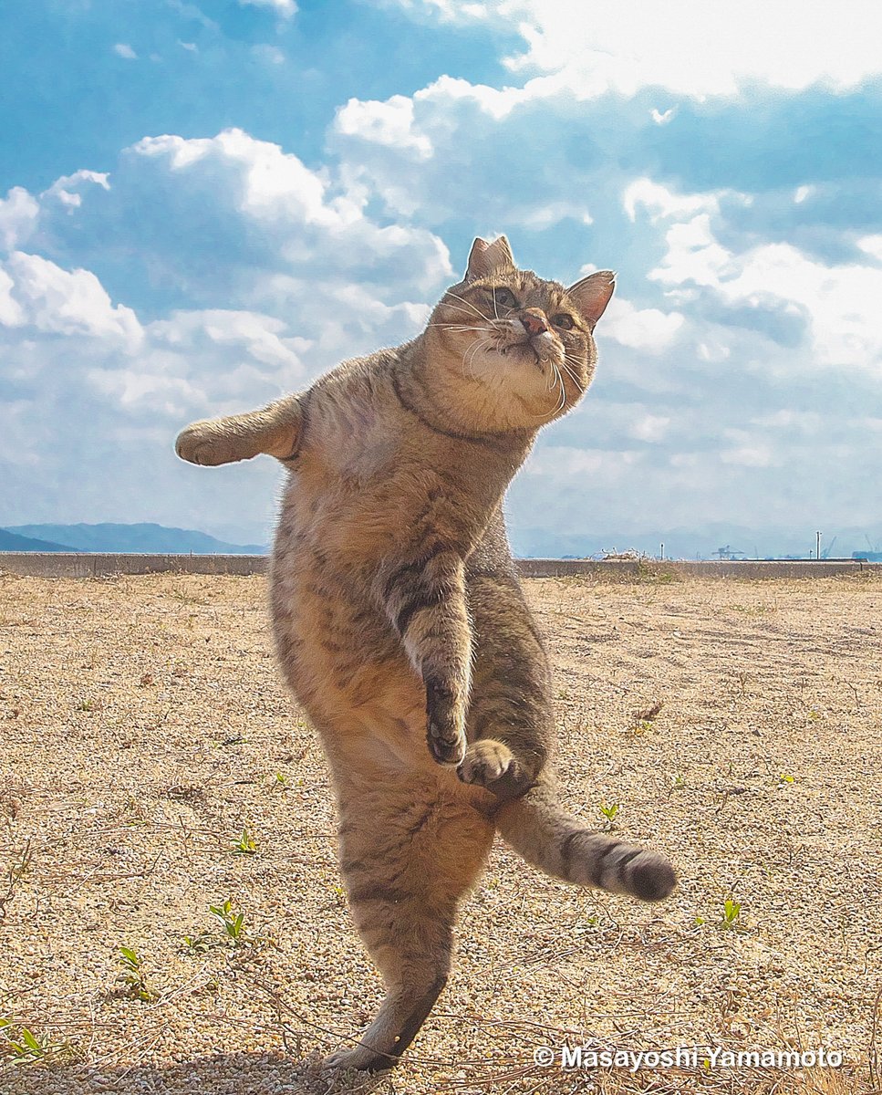 ︎山本 正義 (Masayoshi Yamamoto)立ち猫®︎ tweet media