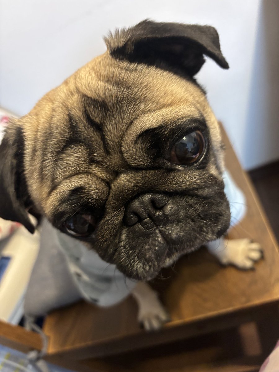 nikunikupe1's tweet image. チャッピーにうちのパグを人間化してってお願いしたら爆イケのメンズ出てきて、心がざわついてる
 #チャッピー