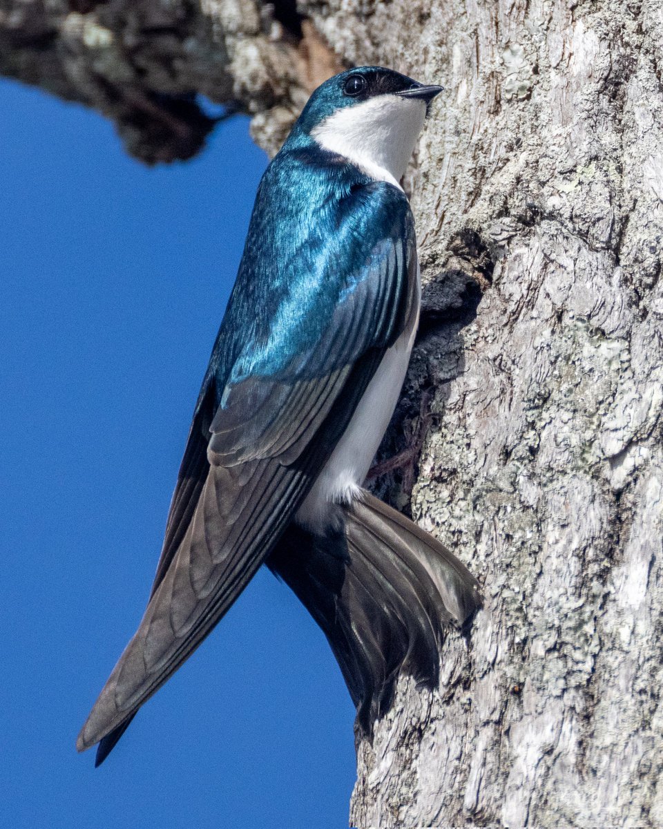 notjared_b's tweet image. Tree swallow looking for the perfect nook. #ctnaturefans #twitternaturecommunity