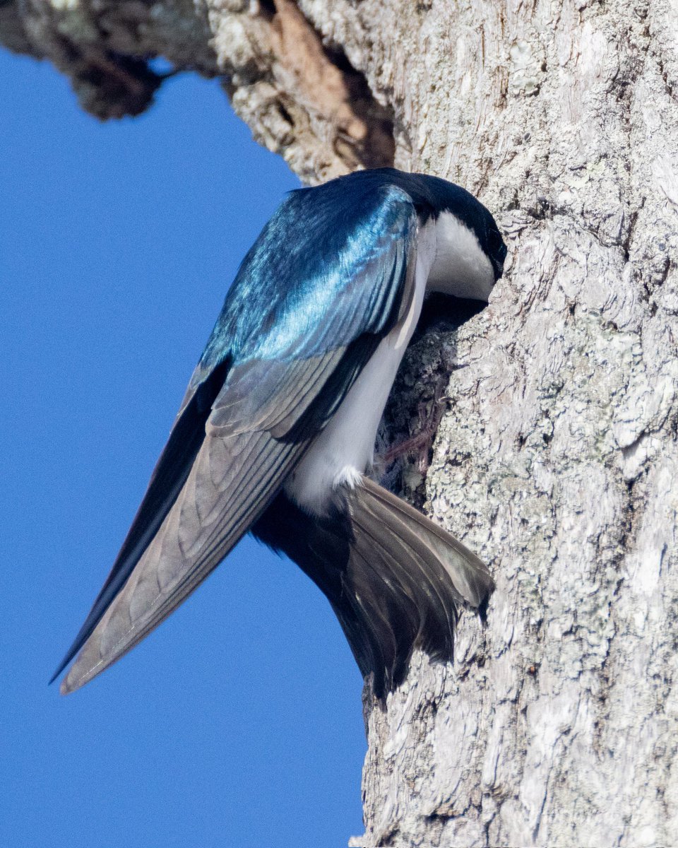 notjared_b's tweet image. Tree swallow looking for the perfect nook. #ctnaturefans #twitternaturecommunity