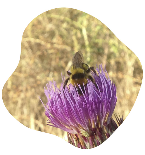 ¿Sabes quiénes son los Guardianes de las Abejas?
En APISCAM tenemos un grupo de divulgación para colegios y asociaciones.
¿Quieres que vayamos a tu colegio o asociación?
Infórmate apiscam.org/informacion-ut…

#APISCAM #GuardianesAbejas #ComunidaddeMadrid #apicultura