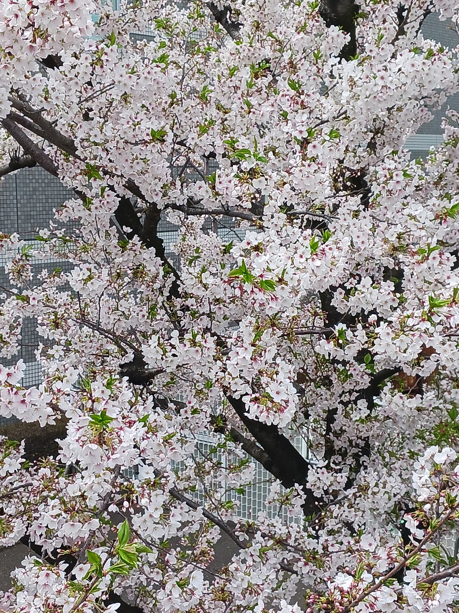 機動戦士✨カナディアンマン🇨🇦 tweet media