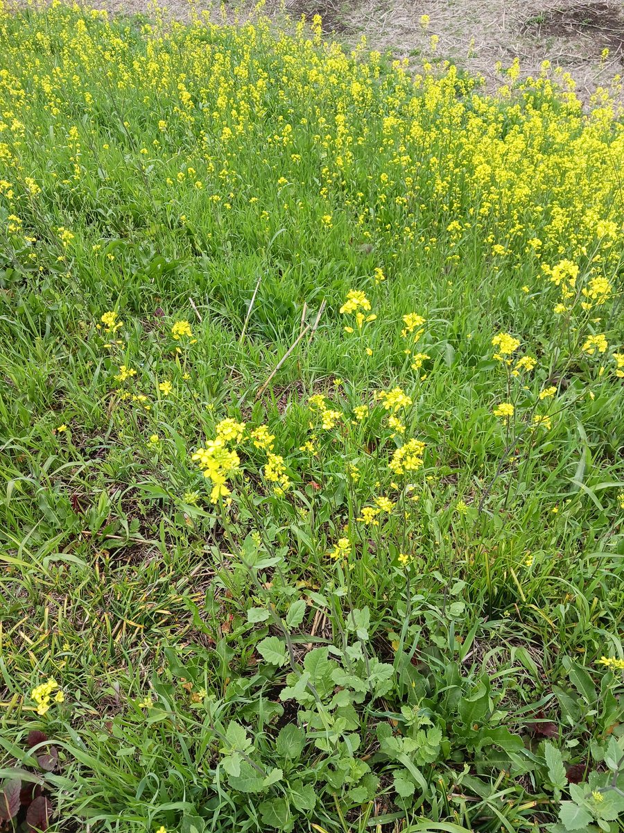 機動戦士✨カナディアンマン🇨🇦 tweet media