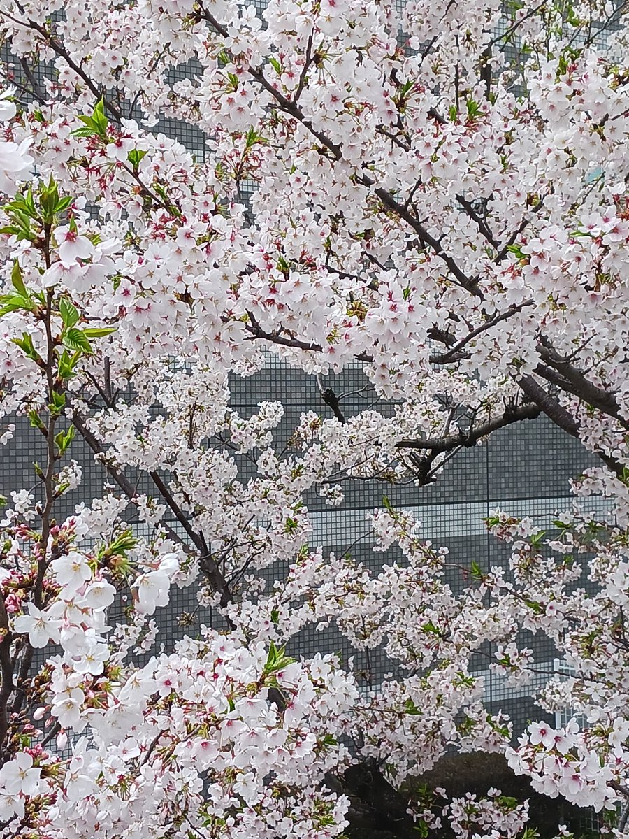 機動戦士✨カナディアンマン🇨🇦 tweet media