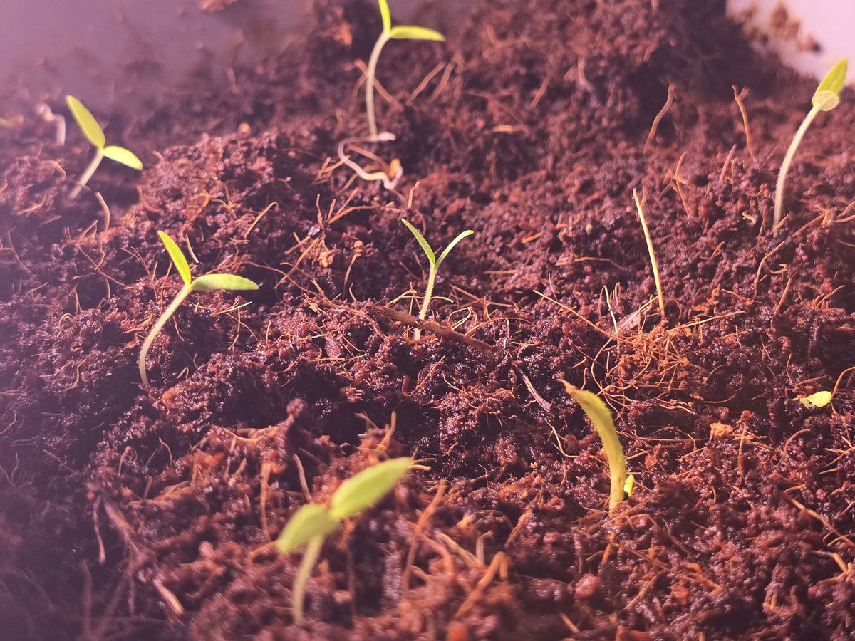 Mugi 🐢🐍玄무기 | VTuber Trainee tweet media