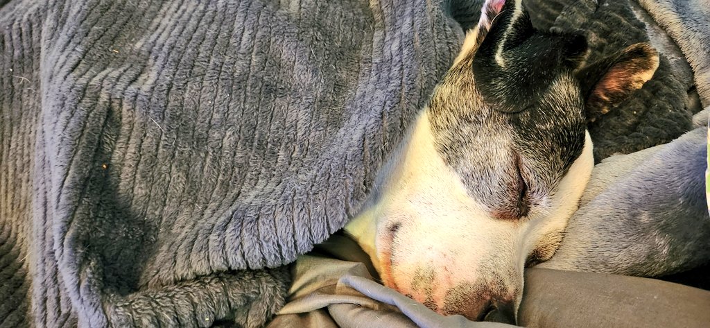 🐐Winston🌈Thatcher🌈Domino, Walnut, Jasper🐐 tweet media