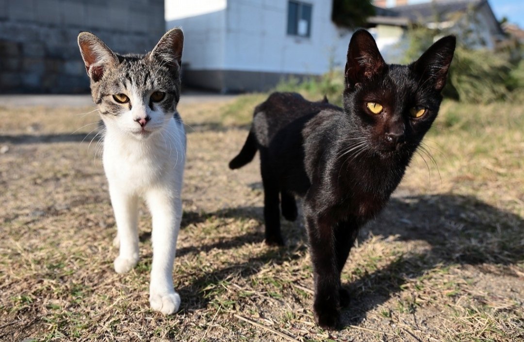 Shimajiro tweet media