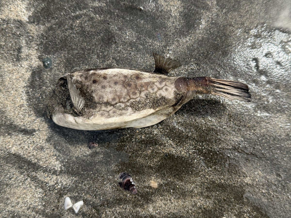 疲労で３週間ほど朝の海に行けてないけど今日は昼に海岸を歩きました^ ^