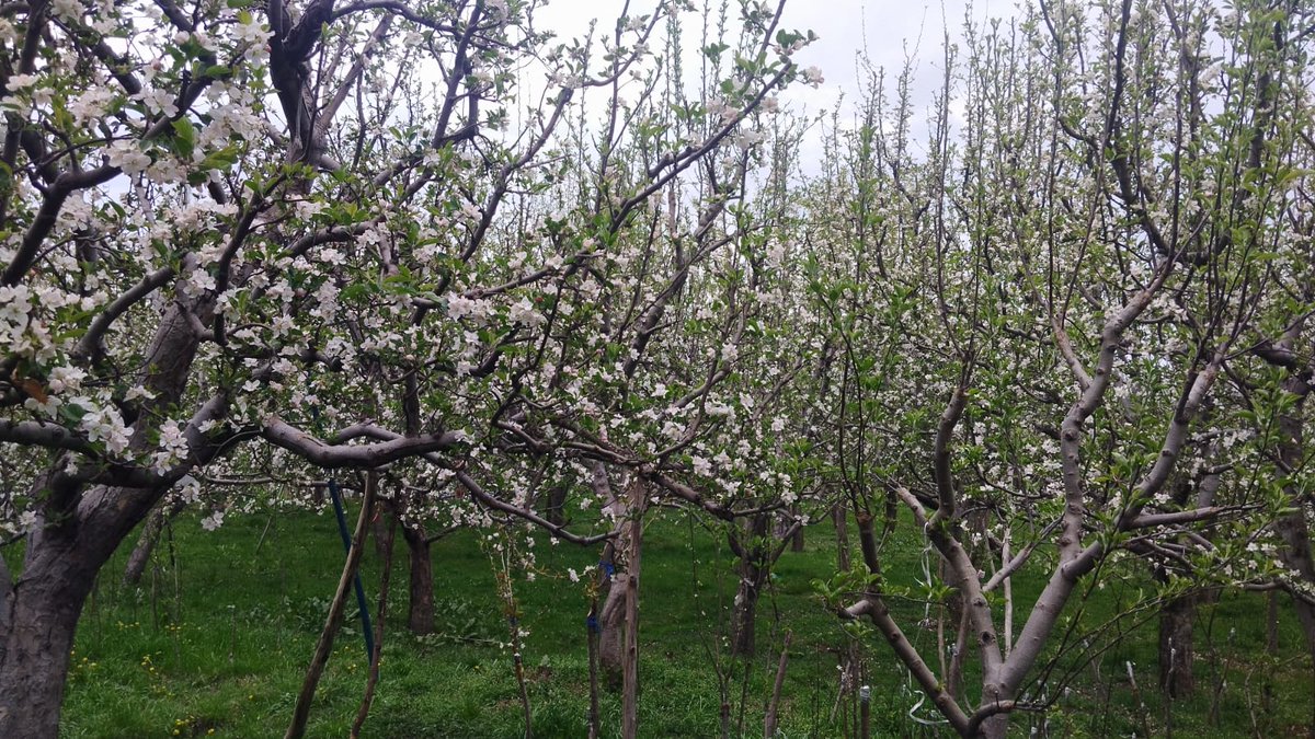 KashmirLife's tweet photo. Apple Trees in Shopian

Credits:- Fayaz Najar https://t.co/GVrrK6pCSw