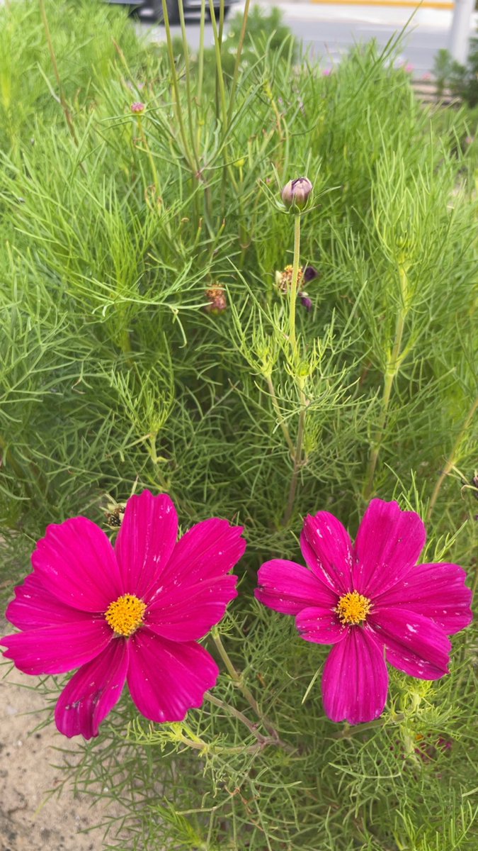 💙رحُوْمٰة💙🇸🇦💚📵 tweet media