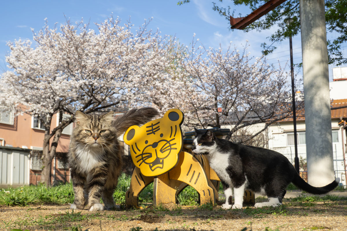 yasuyuki_saka's tweet image. ねこ。 #猫 #ねこ #cat #猫写真