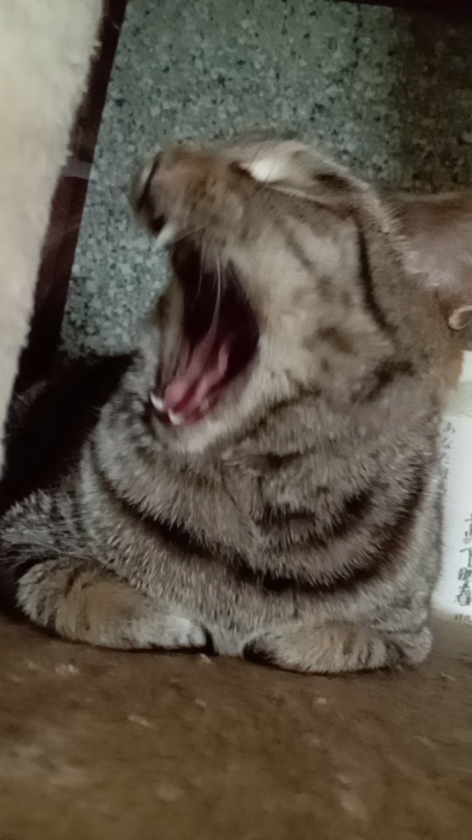 三点倒立(ばんめし担当大臣) tweet media