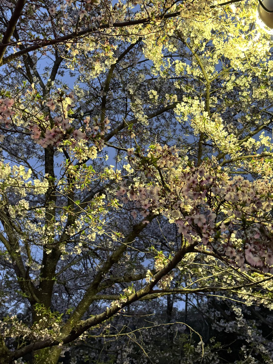 ガッチマン tweet media