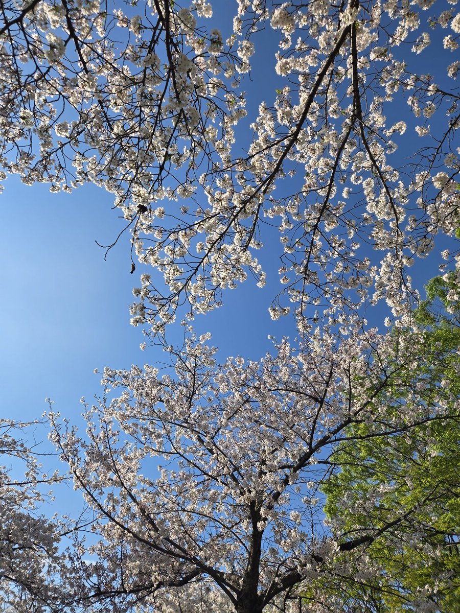 せんきゅーお花見🌸