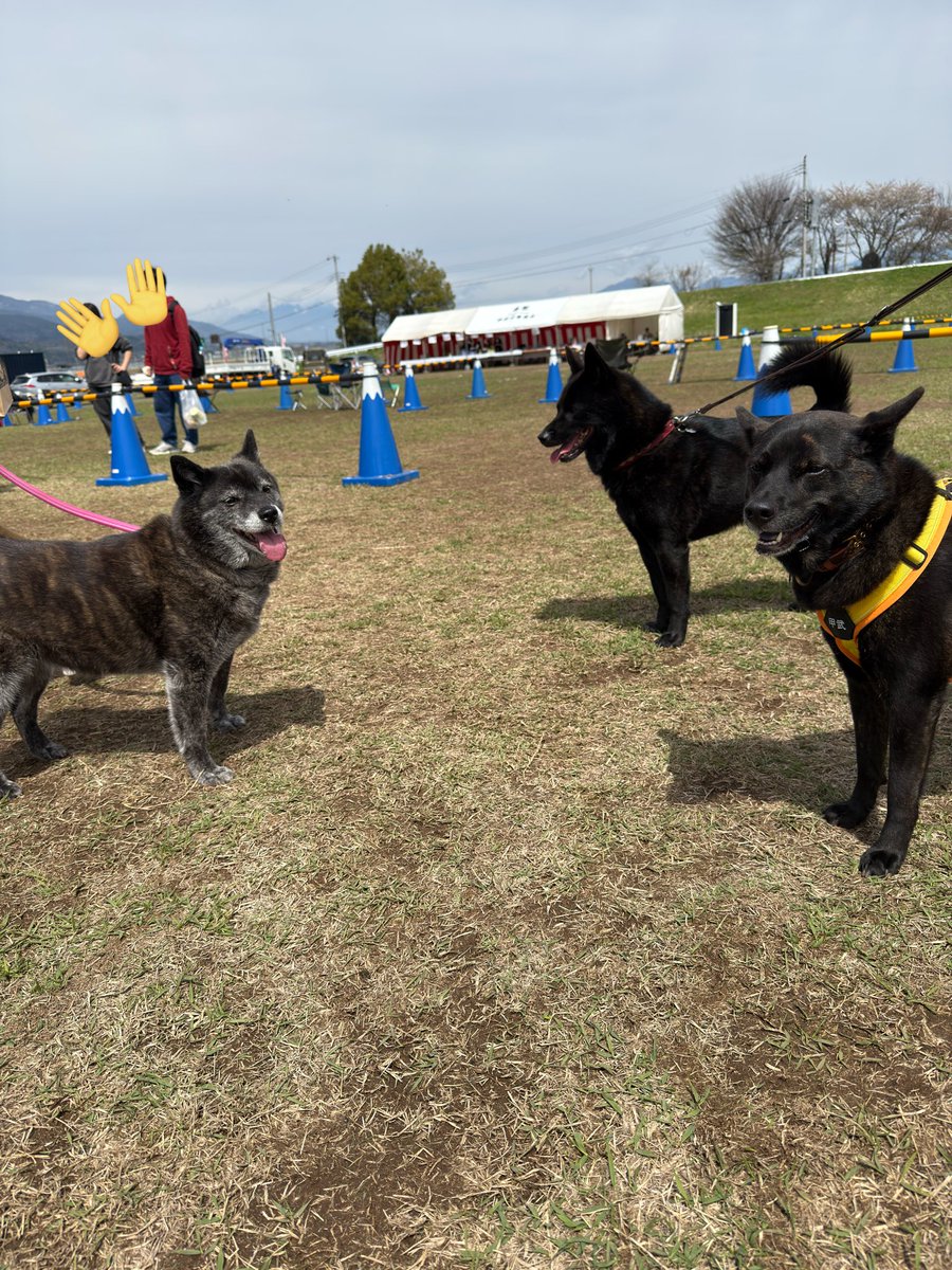 甲斐犬甲武 tweet media