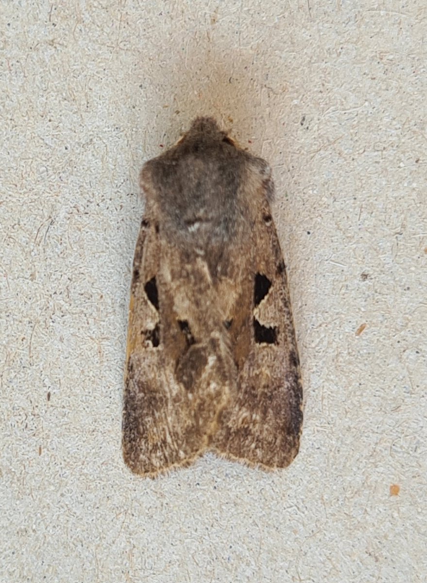 Sibe4me's tweet photo. Moth trapping in Storm Dave didn't deter the toughest of moths and there was a single Hebrew Character under an egg box... despite there being sheets of horizontal rain and trees bent double when I looked out at around 1.30am.. and the trap was fine... 😁 #mothtrapping https://t.co/lYb3xPF2tb